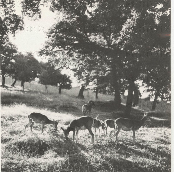 Farm mouflons in Nuoro, Italy