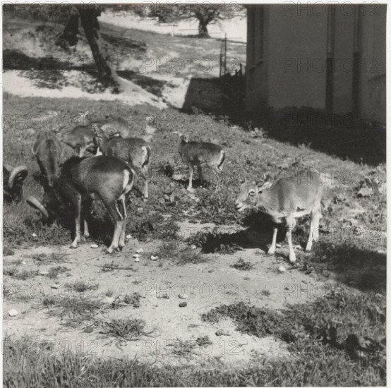 Farm mouflons