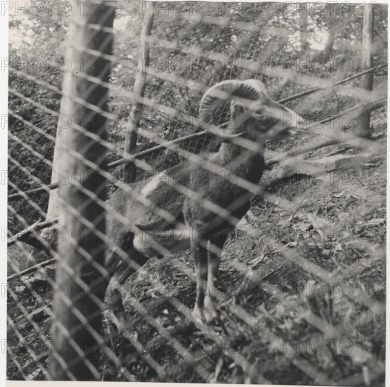 Mouflon in Acquerino Natural Park