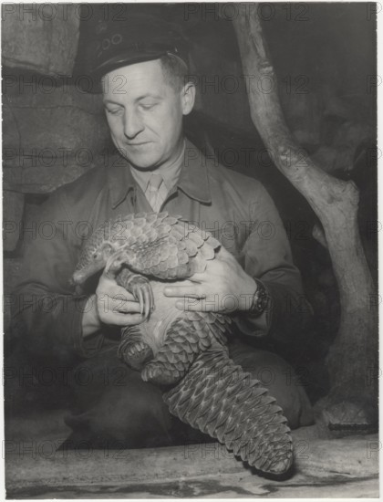 Giant pangolin in Antwerp Zoo