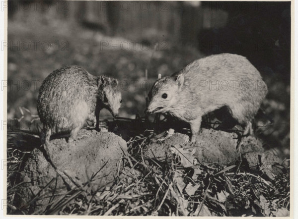 Peramelis in Australia