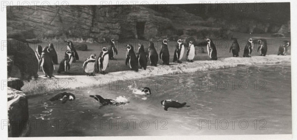 Penguins in Hamburg Zoo