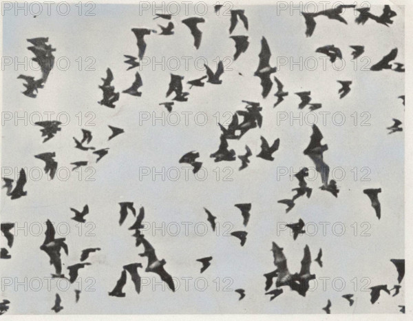 Flying bats