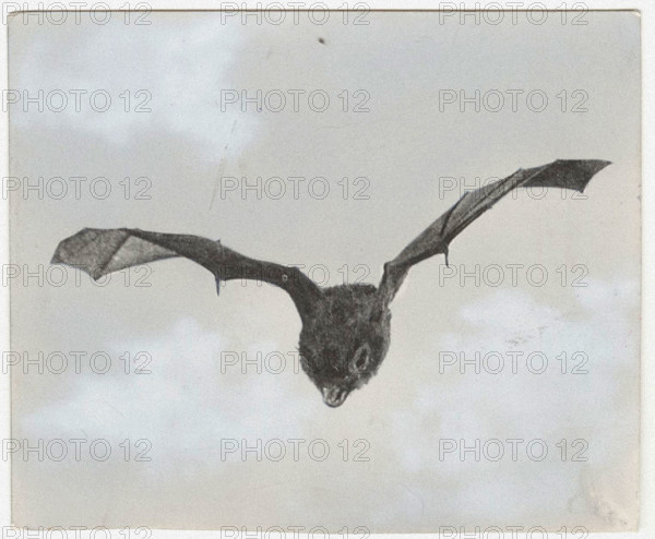 Bat