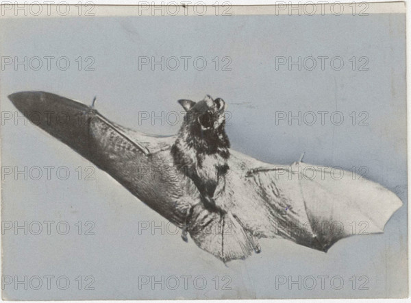 Bat