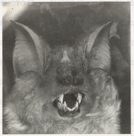 Bat rinopholus
