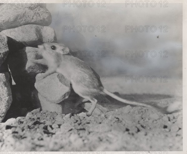 Dipodomys deserti. The desert kangaroo rat, California, United States,