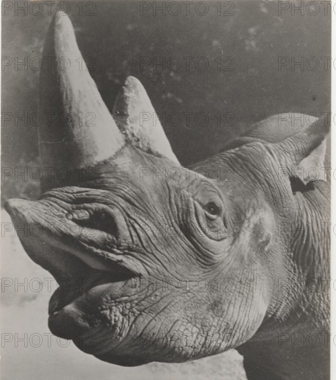 Head of rhinoceros in Somalia