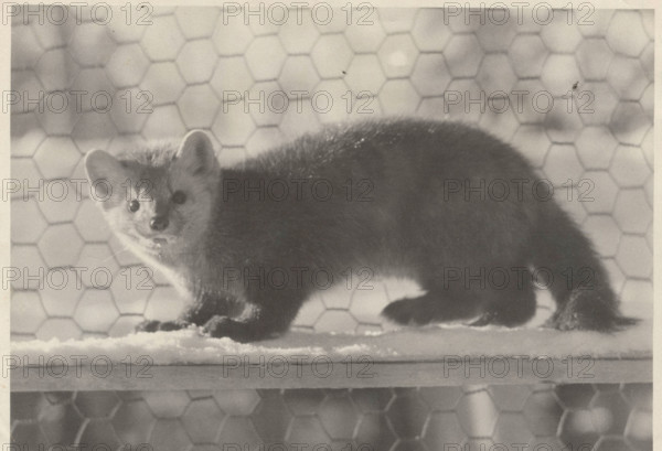 An exemplar of sable held in captivity