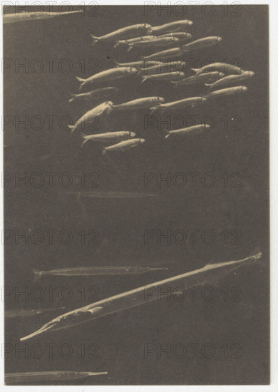 A needlefish, Naples, Italy