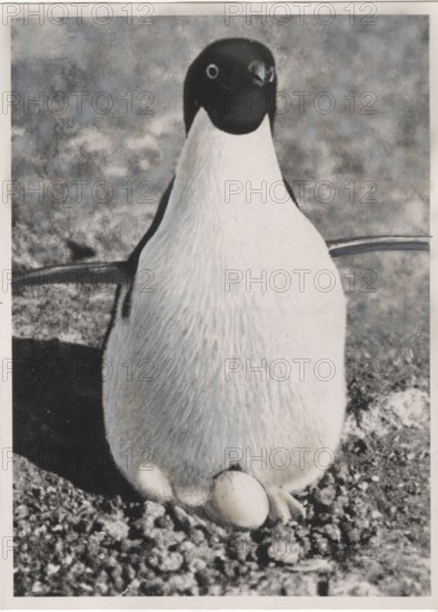 A female penguin brooding
