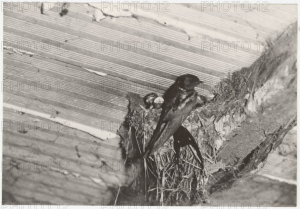 A swallows'nest