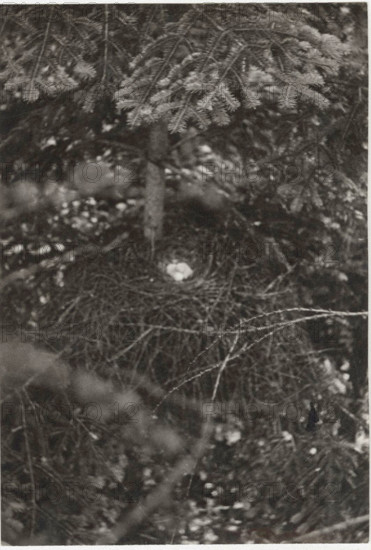 A sparrowhawk's nest