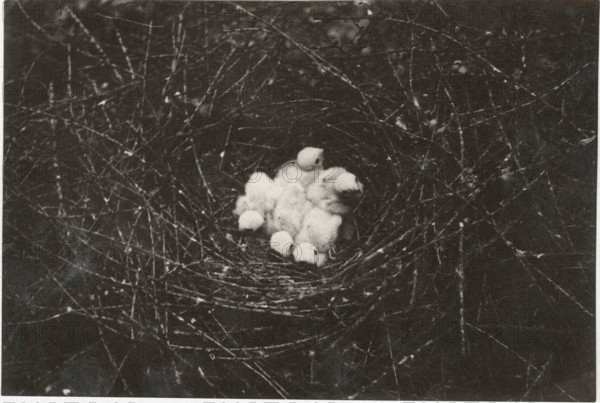 A sparrowhawk's nest