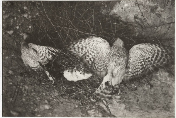 A sparrowhawk's nest