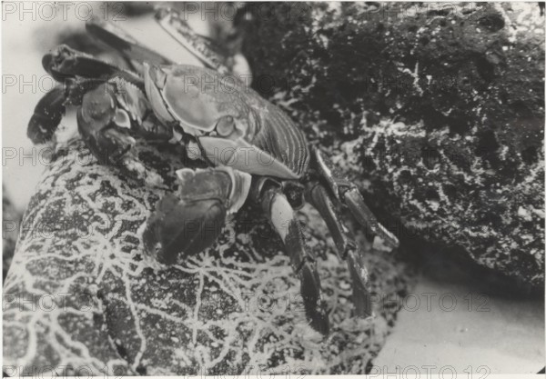 Crab of Galapgos islands