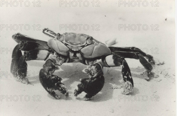 Crab