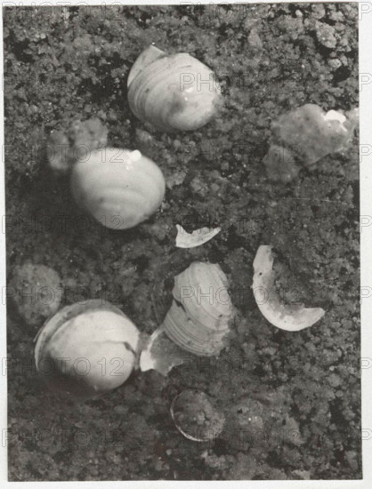 Pisidium, shells