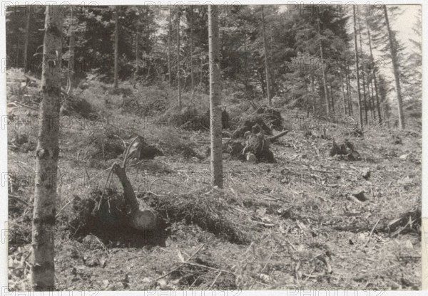 Eradication of silver fir trees