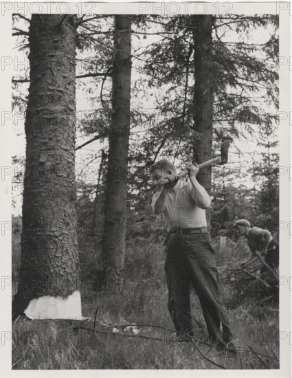 A forester making the initial incut of a tree by axe