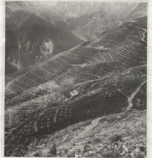 Reforestation works stepped trees