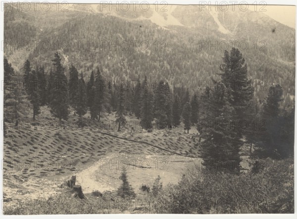 A field with holes to be filled with resinous trees. Cortina d'Ampezzo, Italy