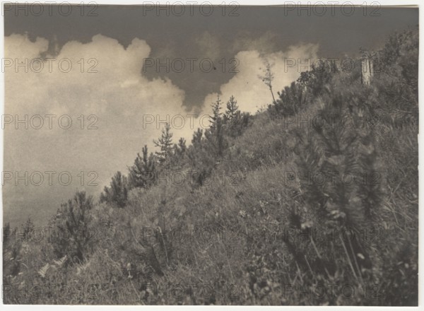 Reforestation works the planting of Pinus Nigra trees