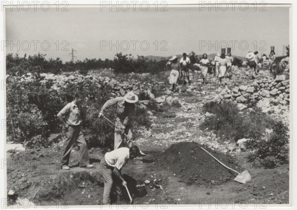 Reforestation works in Duino Aurisina, Italy
