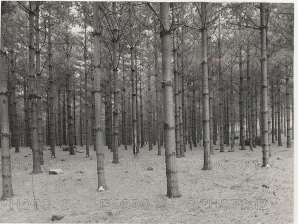 Reforestation, Piossasco, Italy