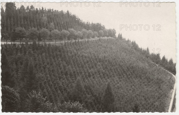 Reforestation works the planting of spruces, Trivero, Italy
