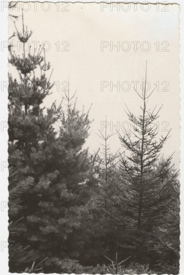 Reforestation works, Trivero, Italy