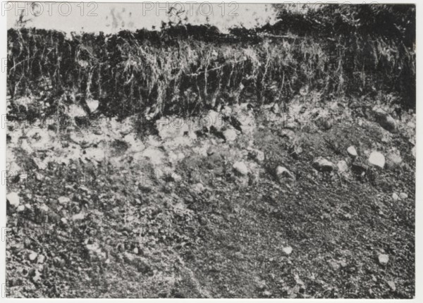 Reforestation works the socalled groana soil in Tradate, Italy