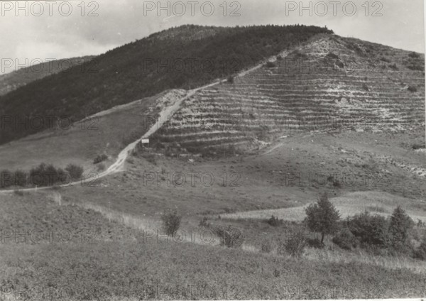 Mount Penice reforestation works the planting of Pinus Nigra trees