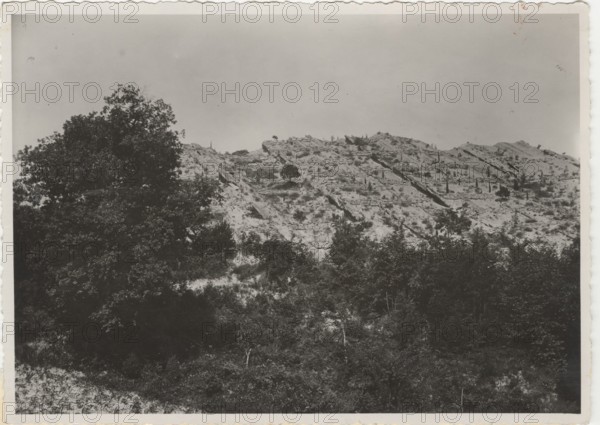 Mount Puccio reforestation works