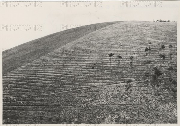 Monte Salviano reforestation