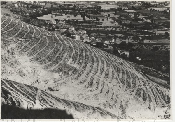 Monte Rua, reforestation