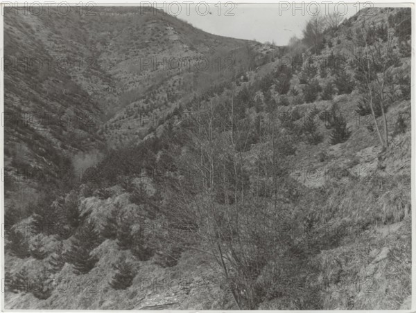 Aterno Valley reforestation by planting Pinus Nigra trees. L'Aquila, Italy