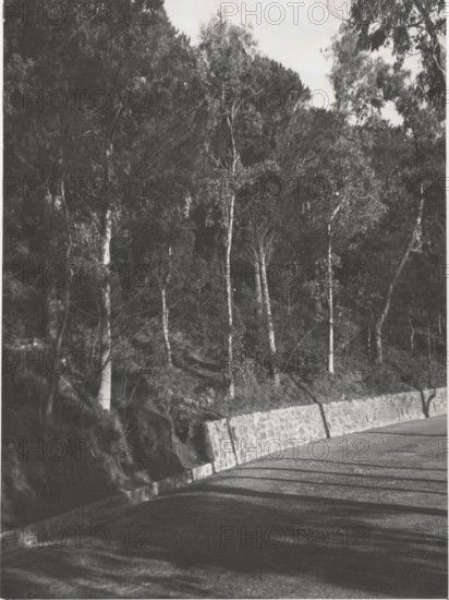 Portella San Rizzo reforestation by planting pine trees and eucalyptus