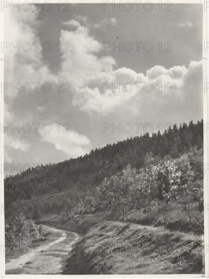 Piazza Armerina, Sicily reforestation by planting eucalyptus trees