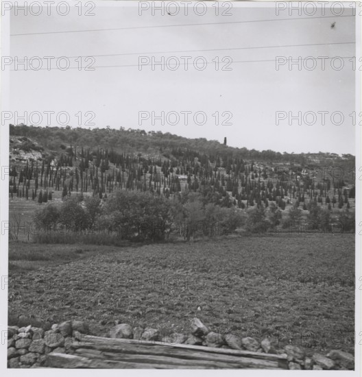 Reforestation in Sassari
