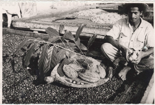 Cocoa berries protecting cocoa grains