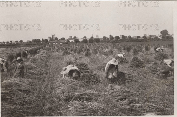 Villa Glori Wheat harvest