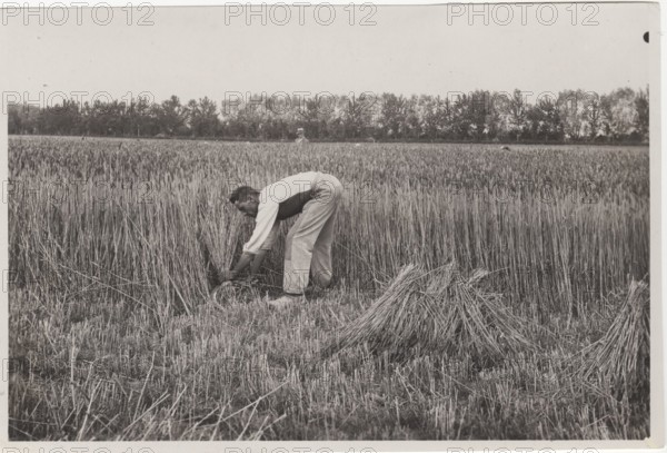 Villa Glori Wheat harvesting
