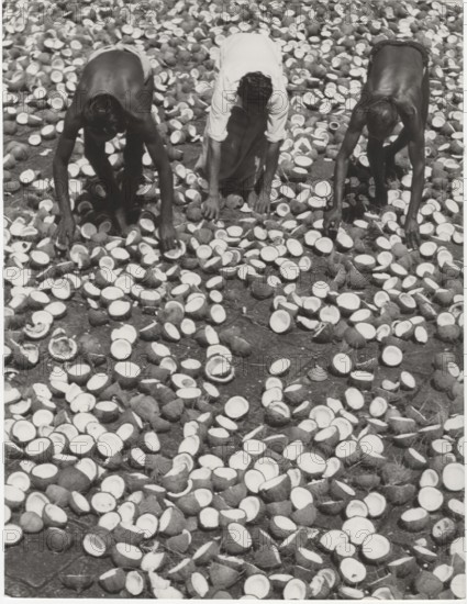 Copras  dried coconuts, used for oil and margarine. The copra is one of the main export products of Ceylon. The coconuts are opened with axes and let to dry in the hot sun. After a short while, the inside of the nut shrinks and can easily be separated from the hard shell.
