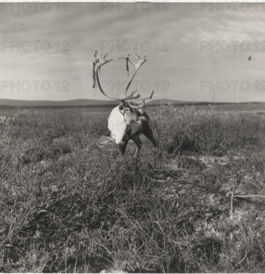 An exemplar of male reindeer soon before the mating season, when the skin covering its horns starts to fall