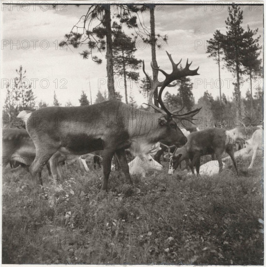 An exemplar of male reindeer during the mating season