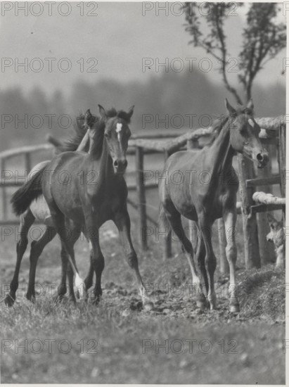 Arabian horses in a horse farm in Grassau. Germany