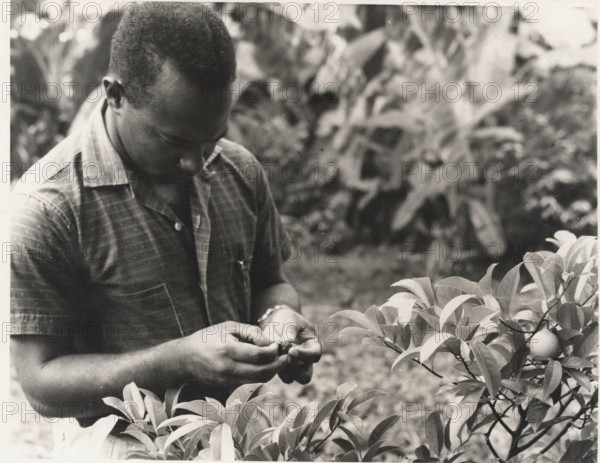 A government agronomist examines a nutmeg from a young tree at the Plant Propagation Station, Mirabeau, Grenada