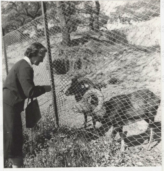 Farm mouflons in Nuoro, Italy