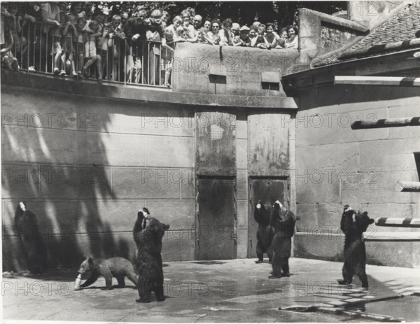 Bern Barenpark bears drinking milk